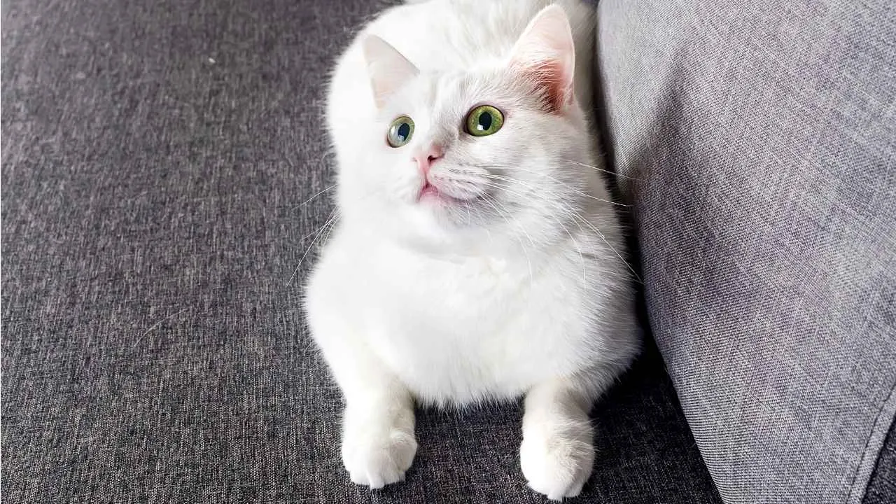 Turkish Angora
