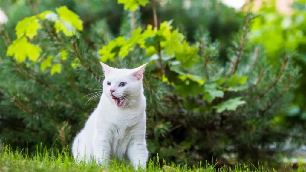 Turkish Angora