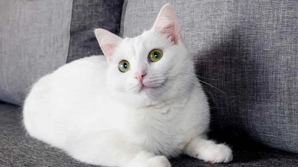Turkish Angora