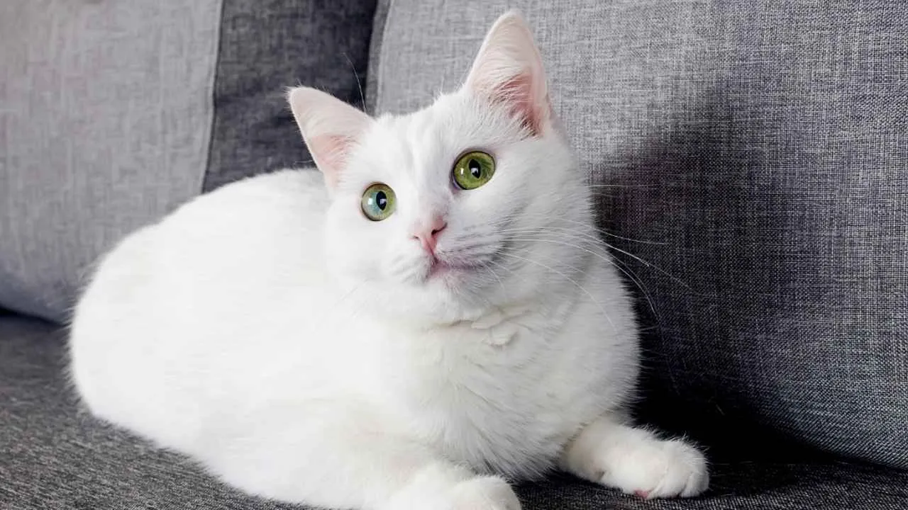 Turkish Angora