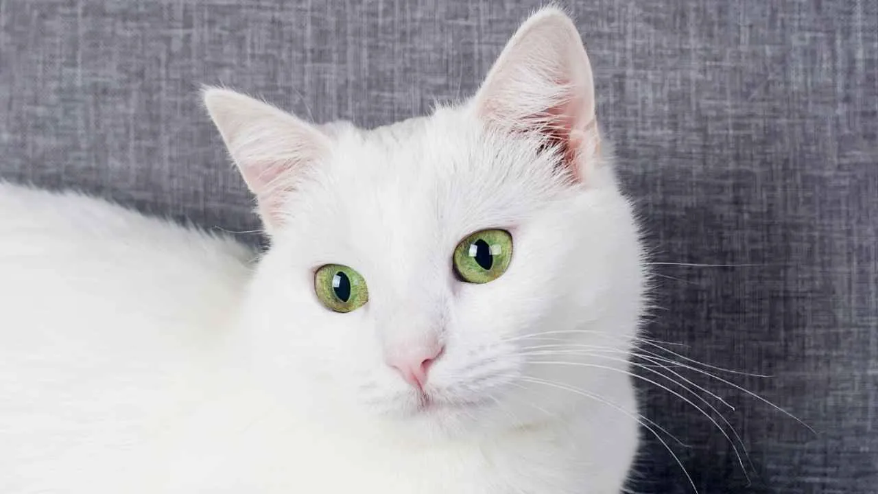 Turkish Angora