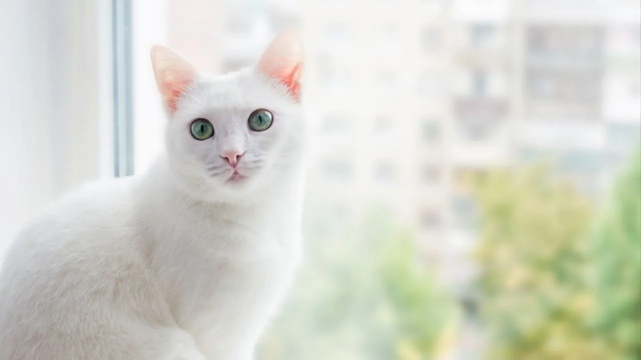 Turkish Angora