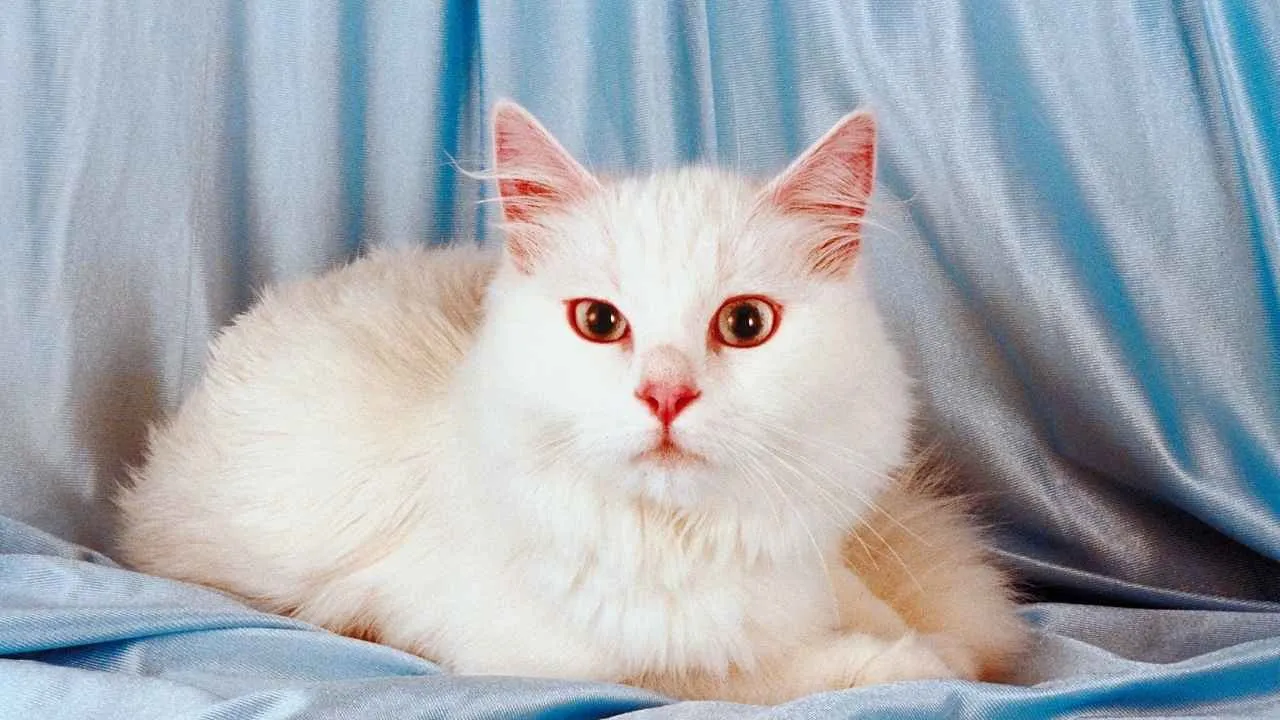 Turkish Angora