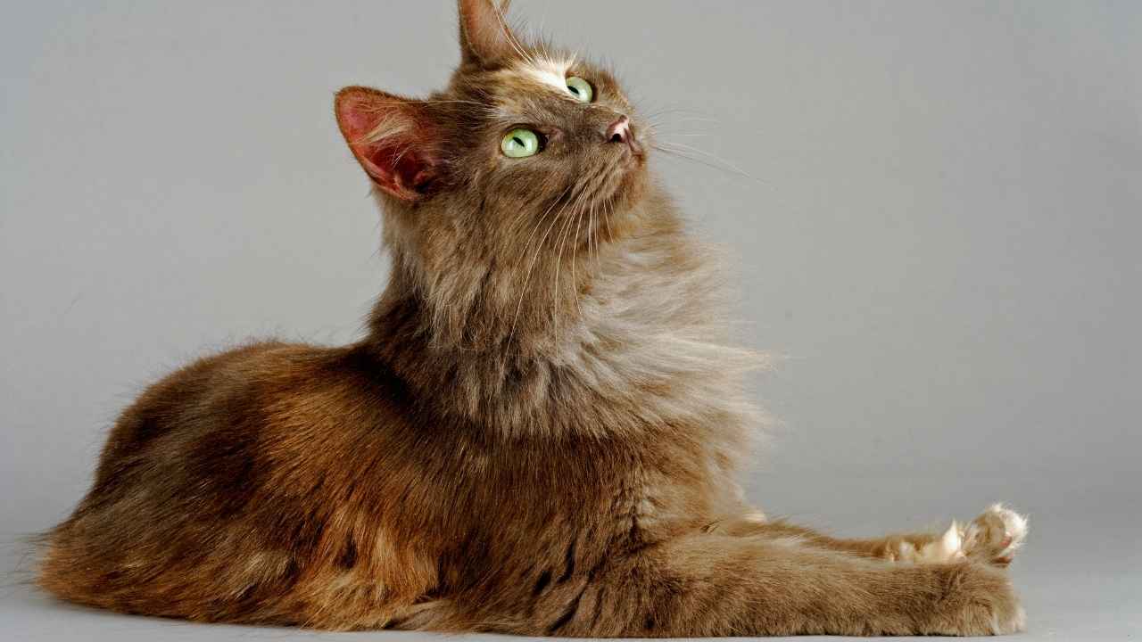 Turkish Angora