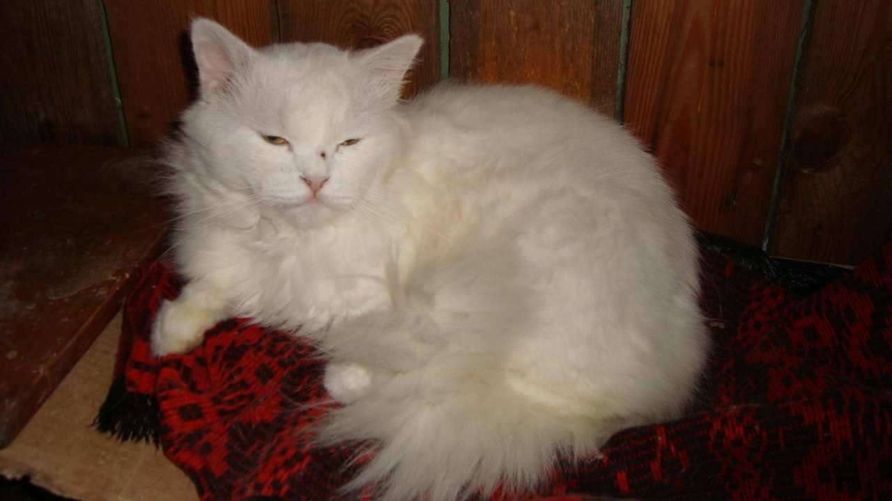 Turkish Angora