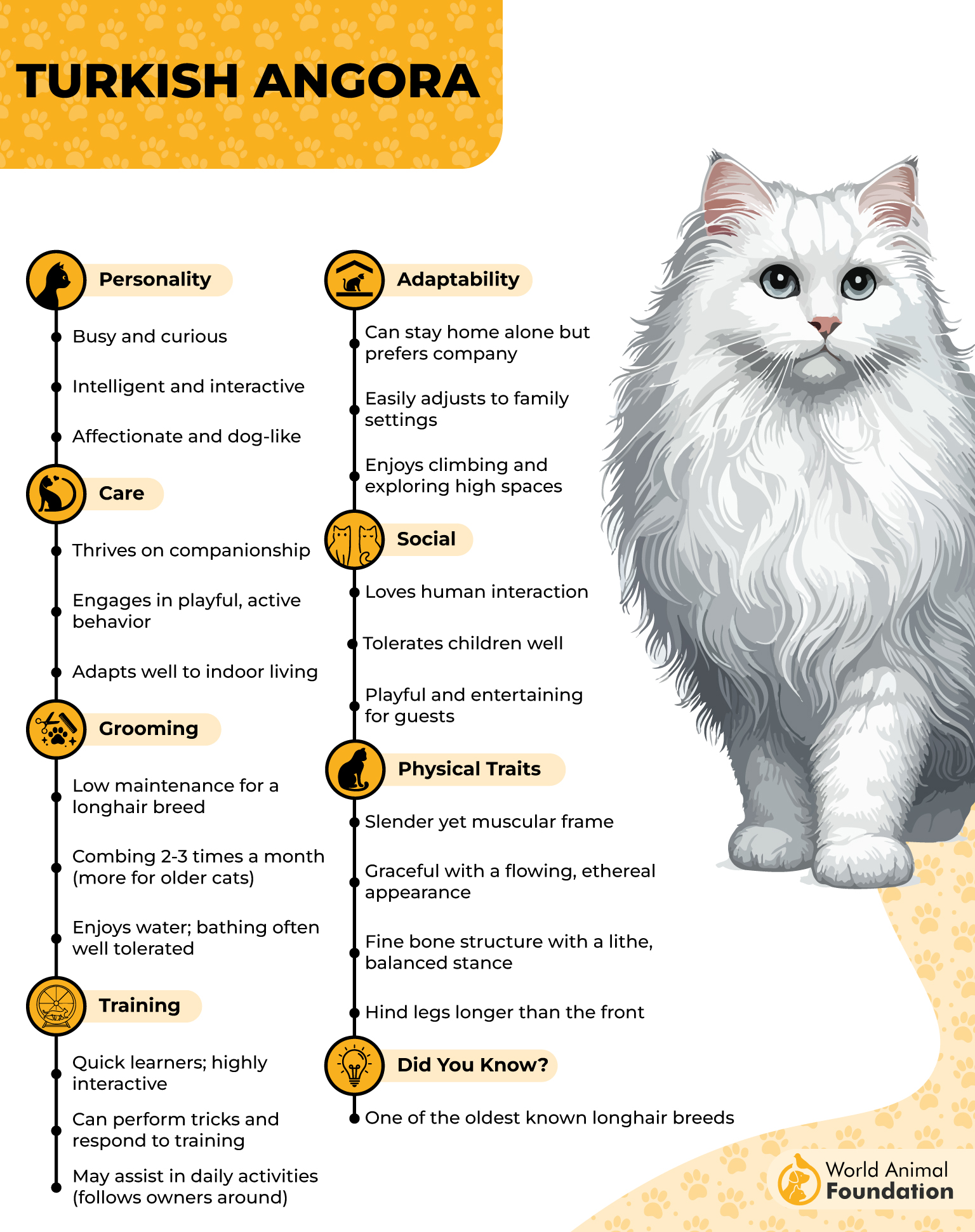 Turkish Angora Profile