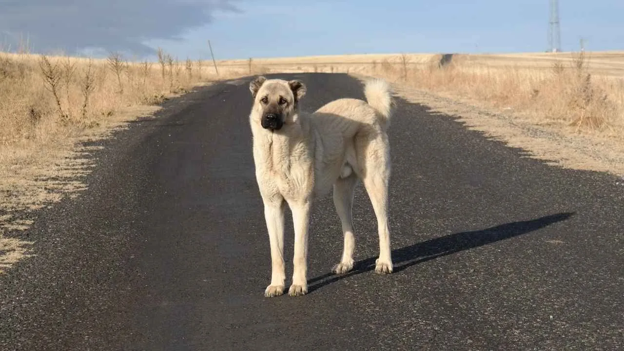 Turkish Kangal