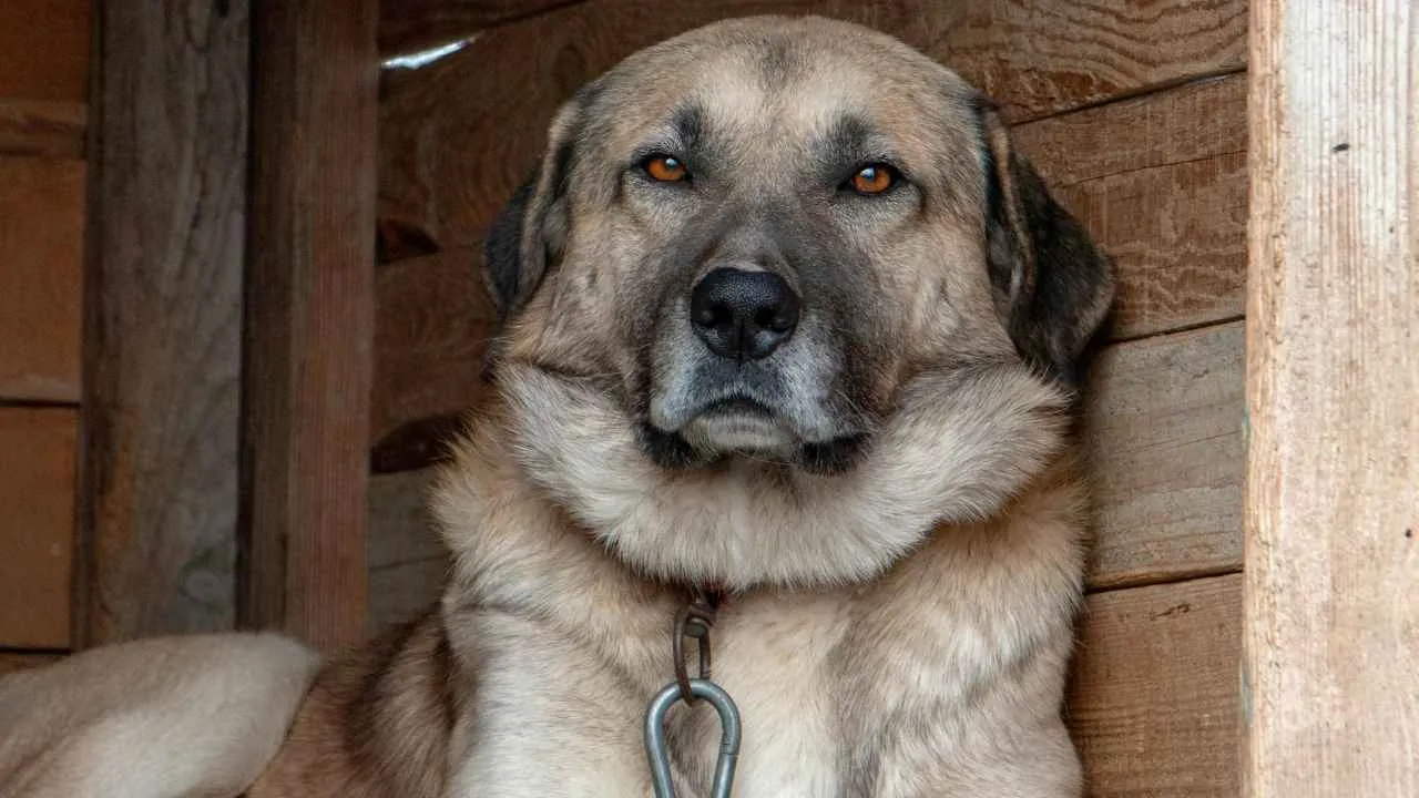 Turkish Kangal