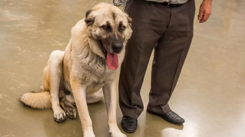 Kangal