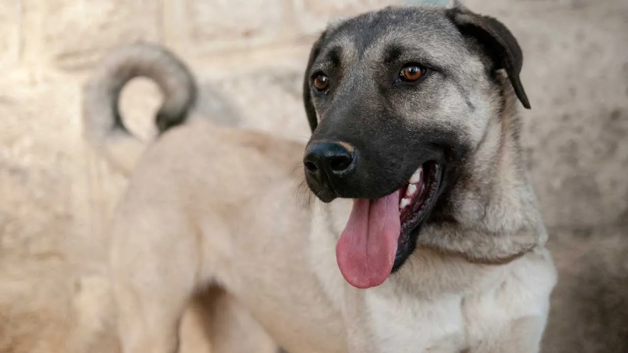 Turkish Kangal
