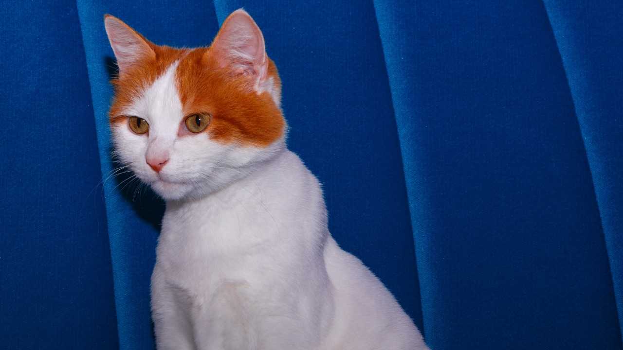 Turkish Van