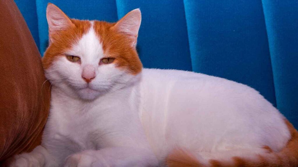 Turkish Van