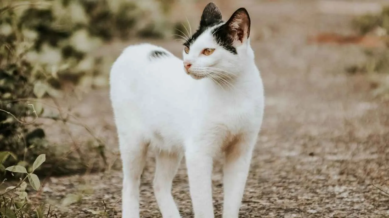 Turkish Van
