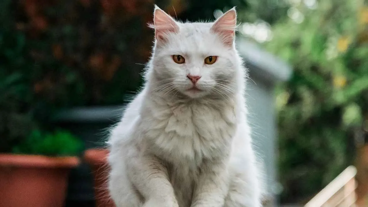 Turkish Van