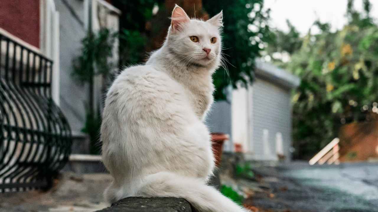 Turkish Van