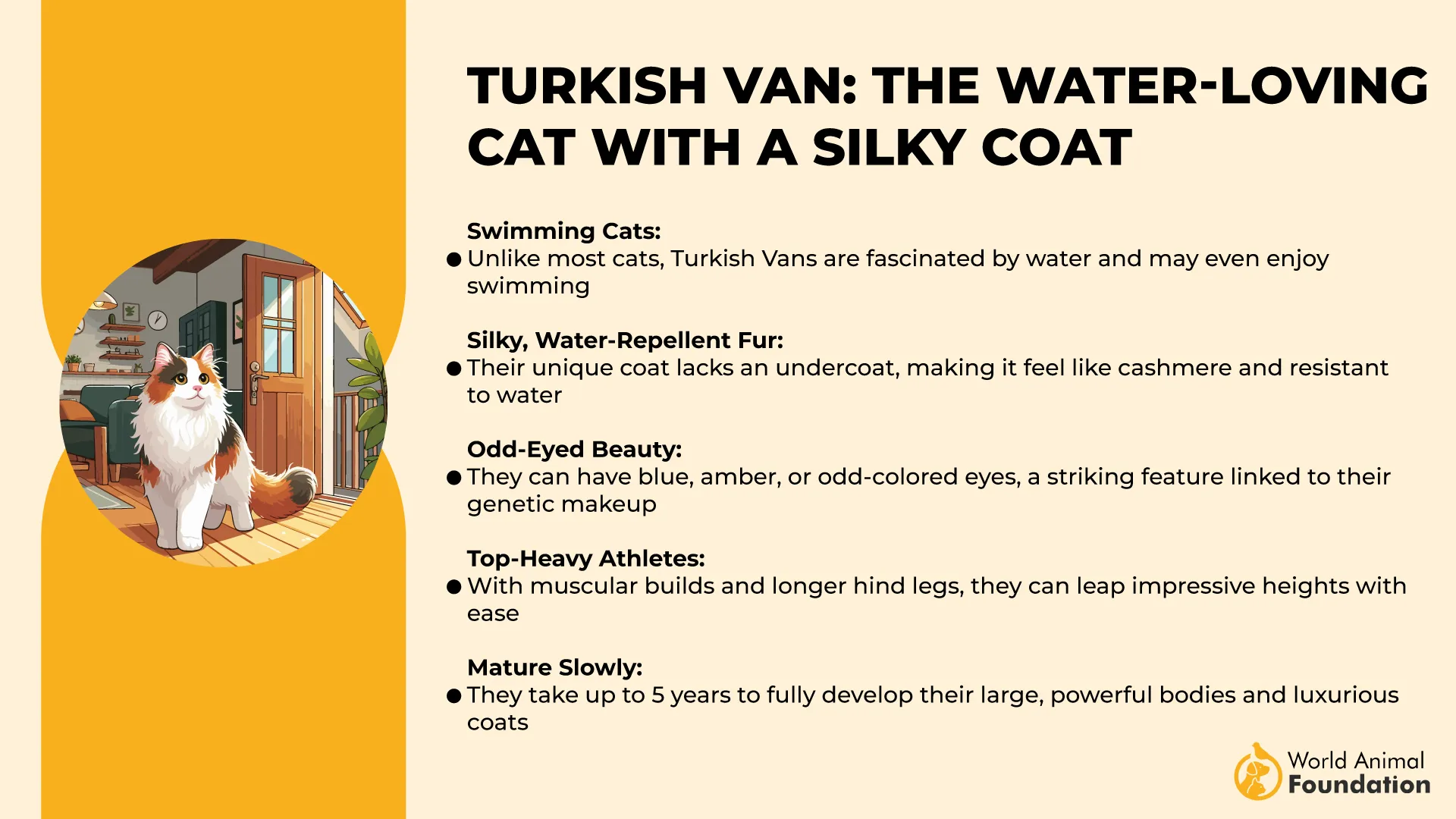 Turkish Van The Water-Loving Cat with a Silky Coat-01