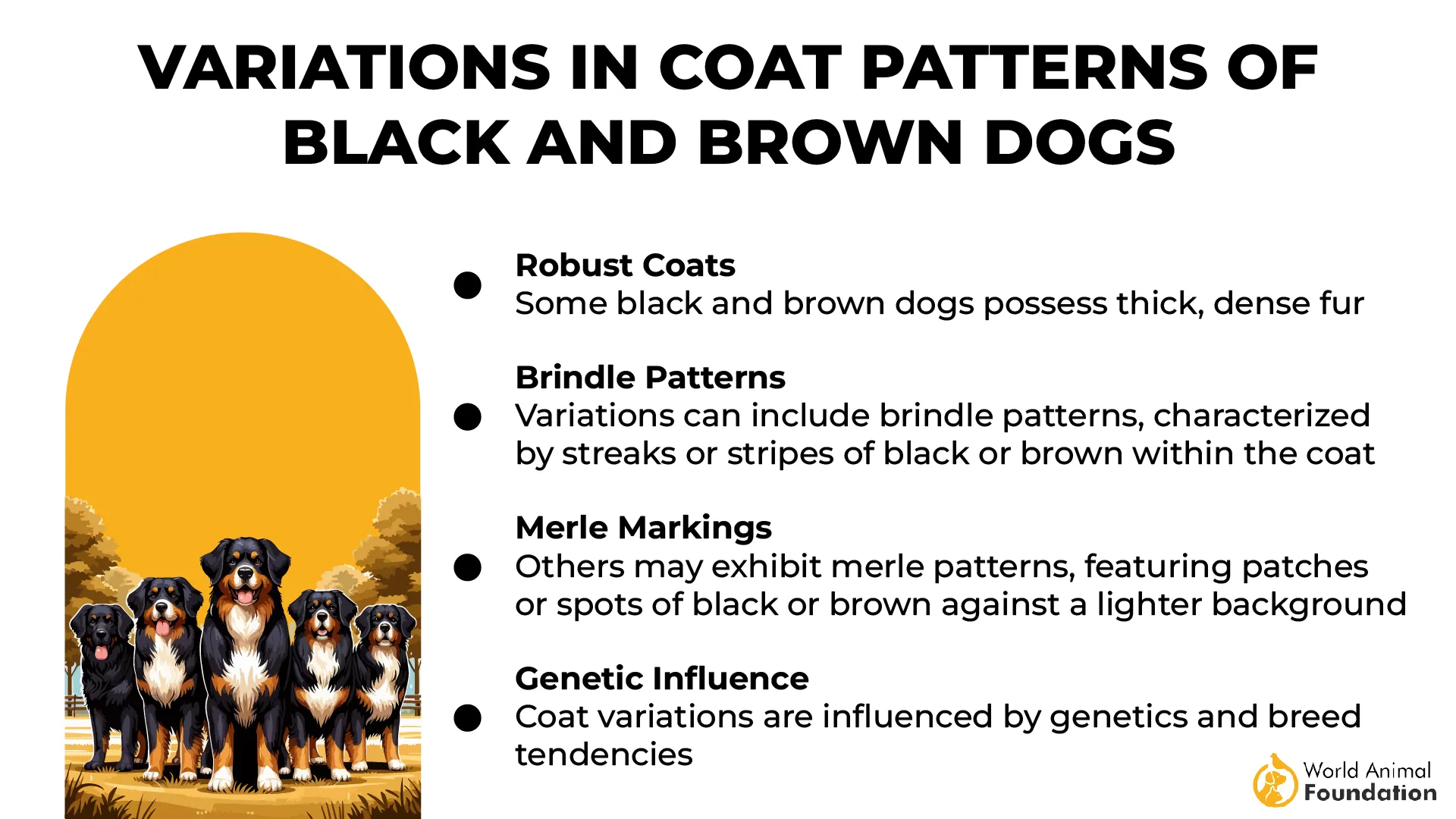 Variations in Coat Patterns of Black and Brown Dogs-01