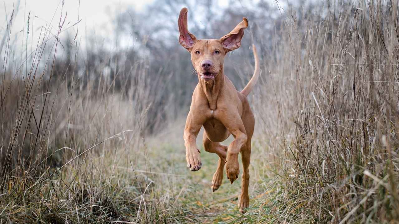 Vizsla