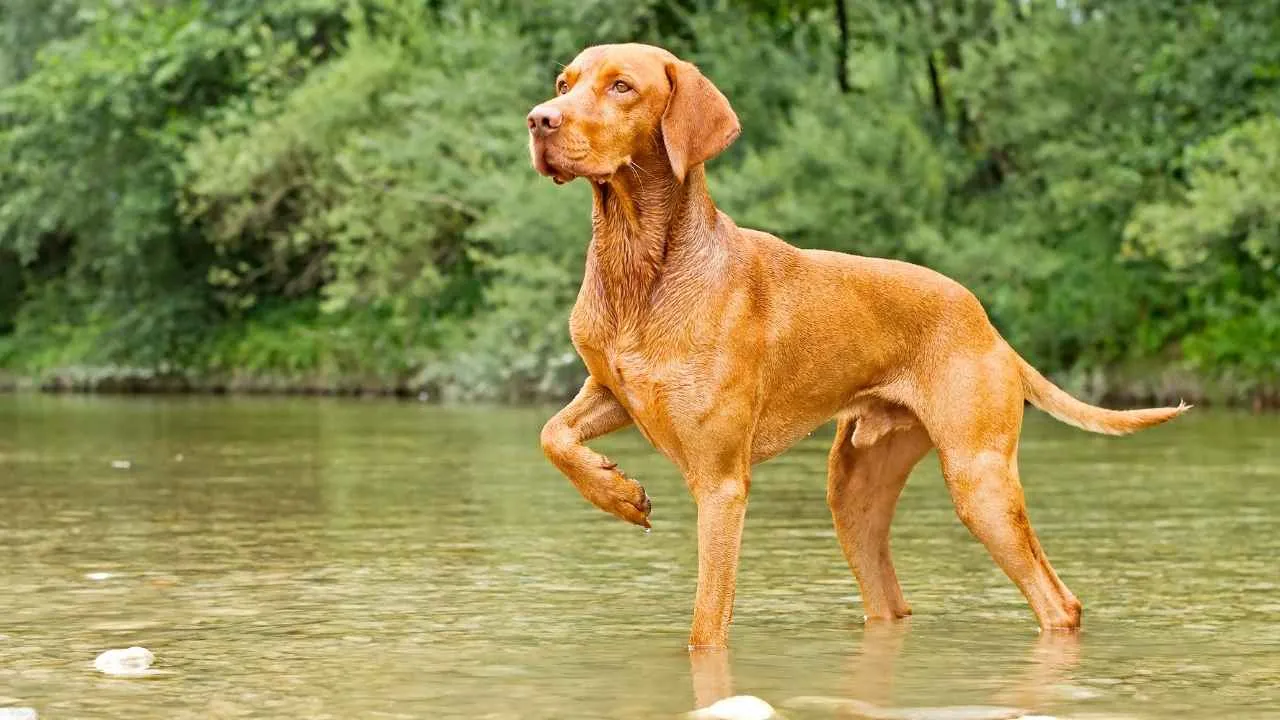 Vizsla