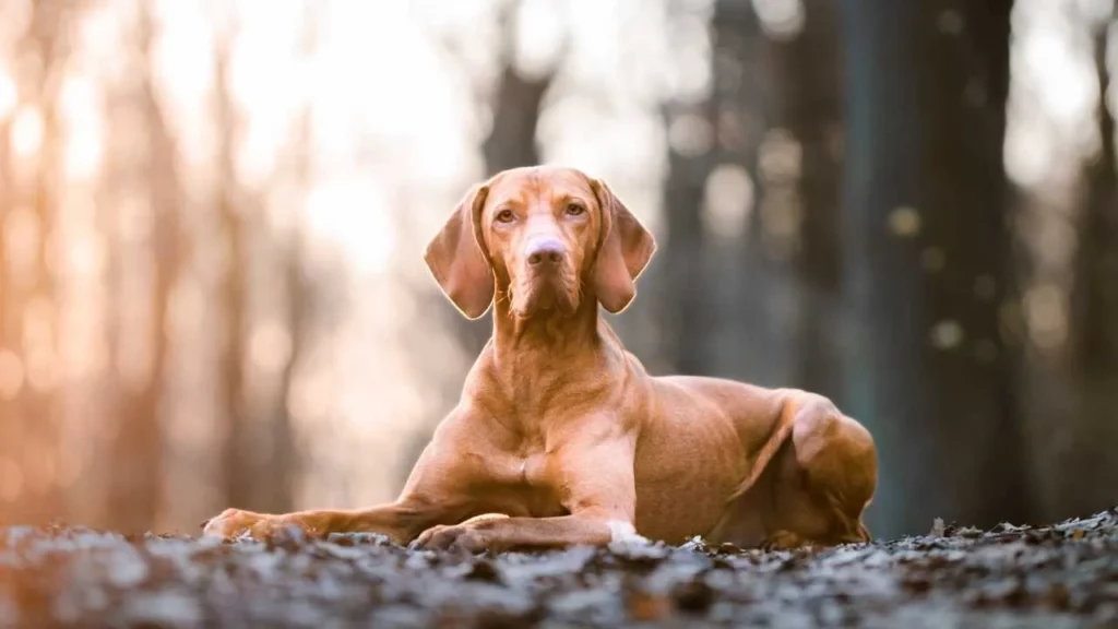 vizsla