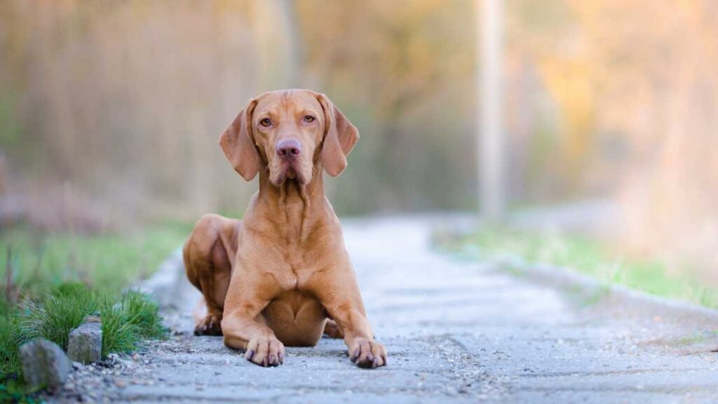 vizsla