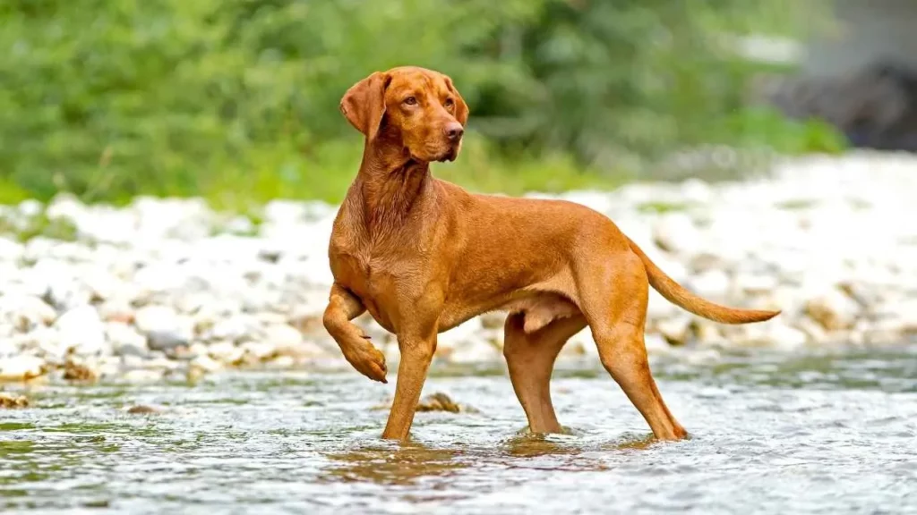 vizsla