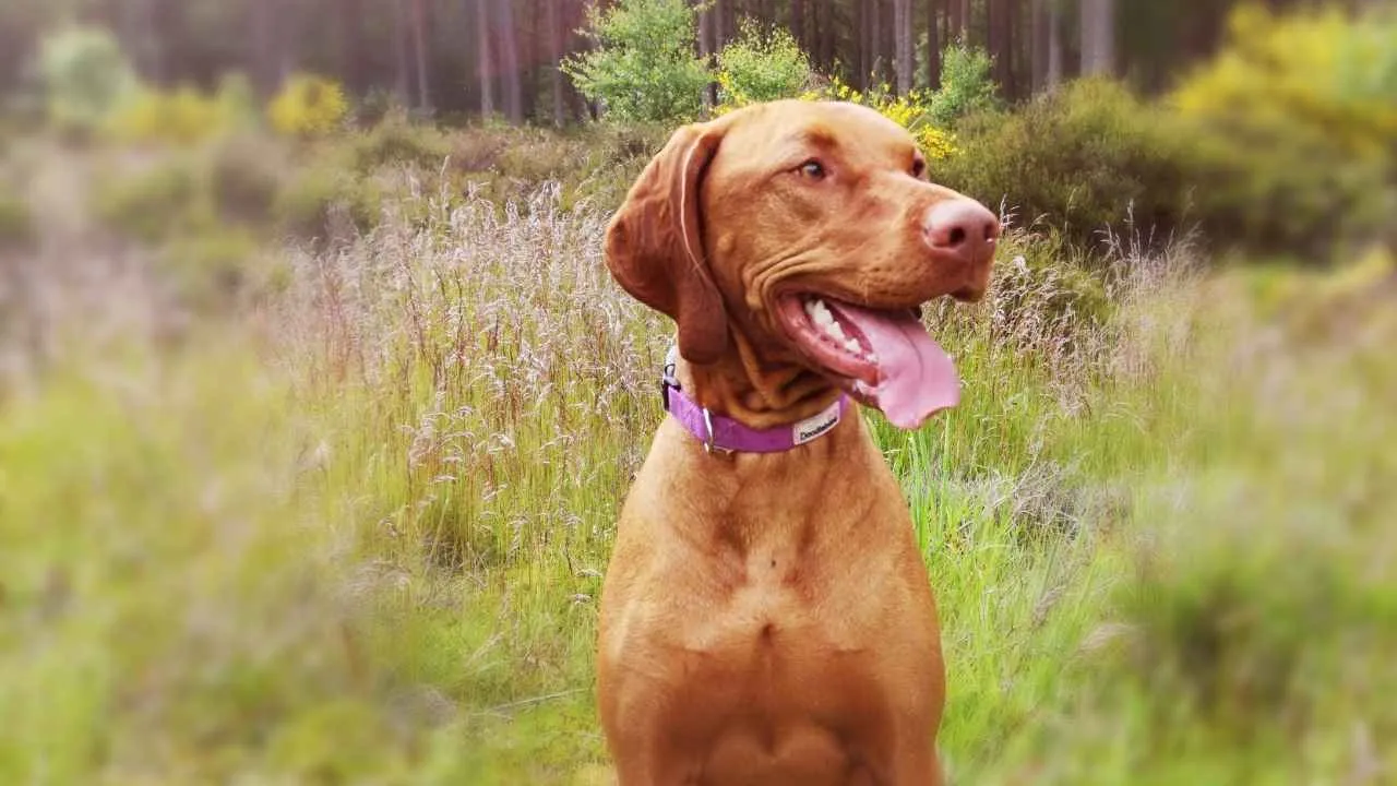 Vizsla