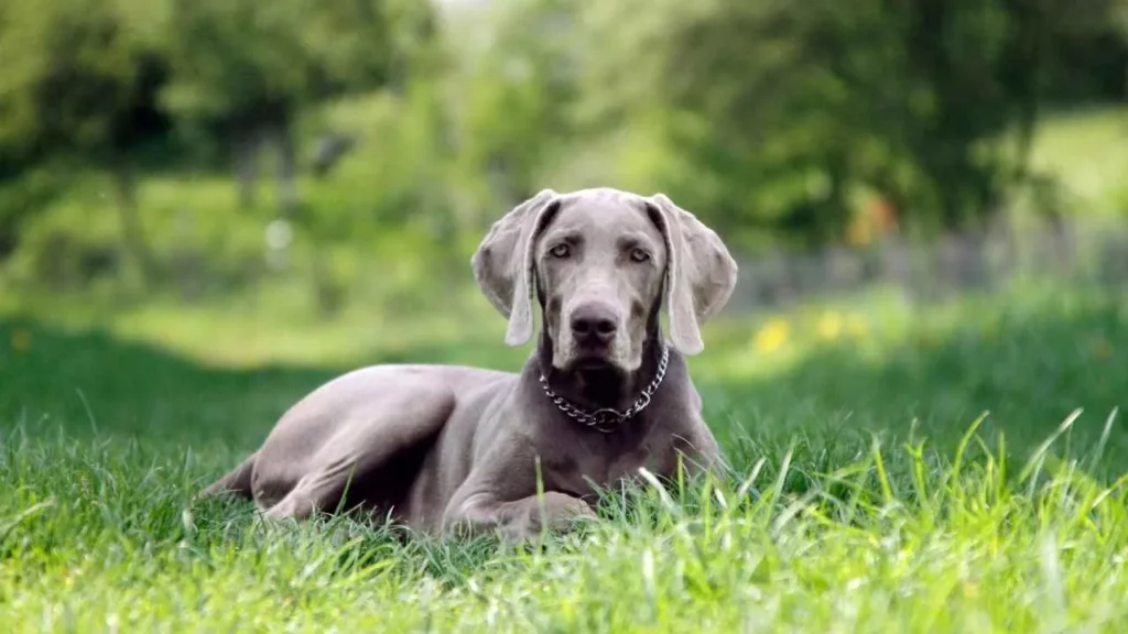Weimaraner-1