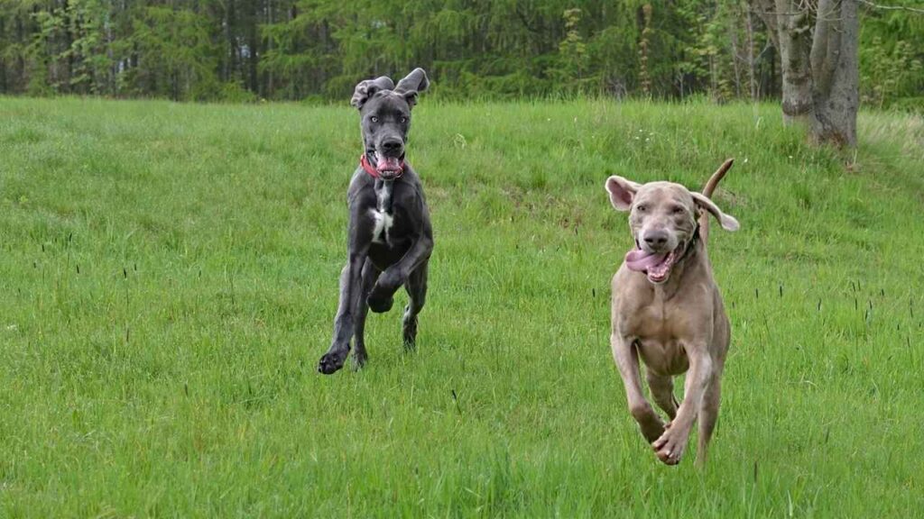 weimaraner