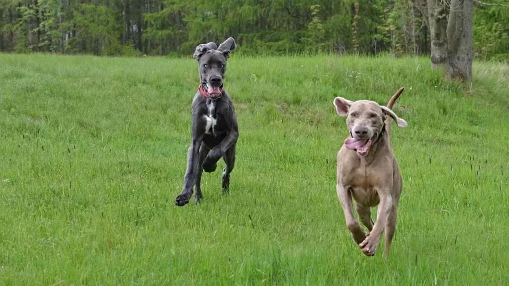 weimaraner