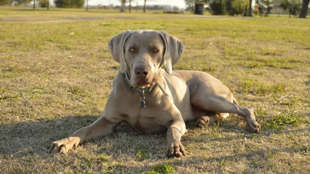 weimaraner