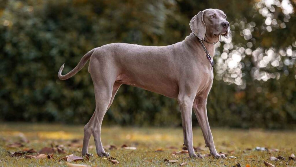 weimaraner