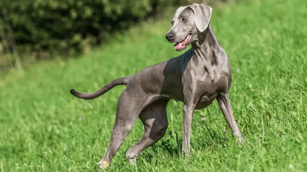 Weimaraner-23