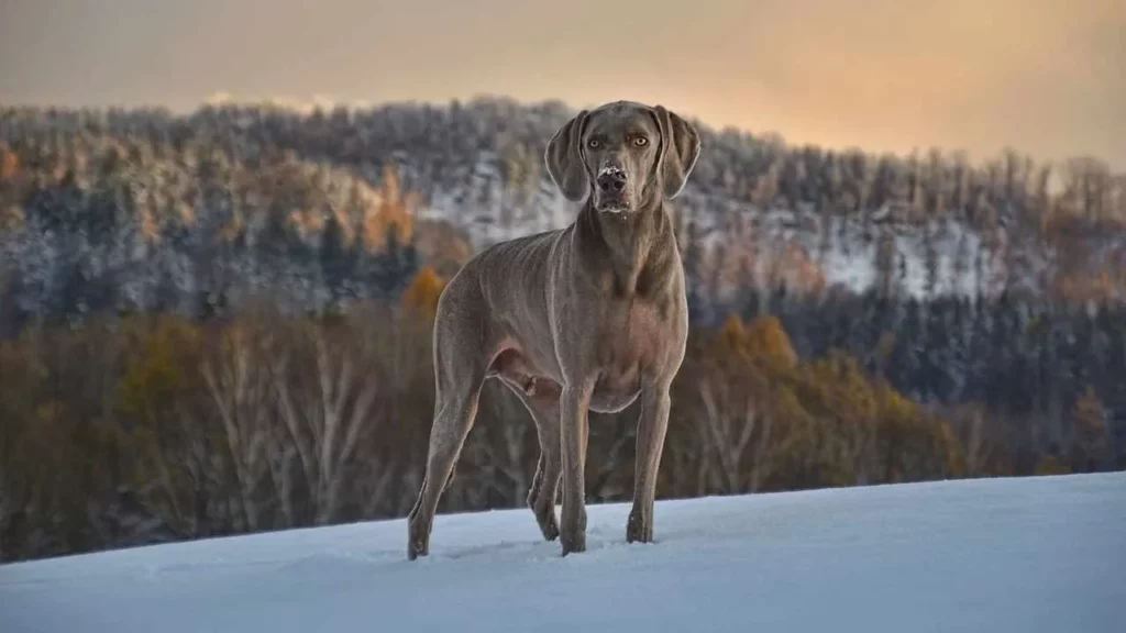 Weimaraner-3