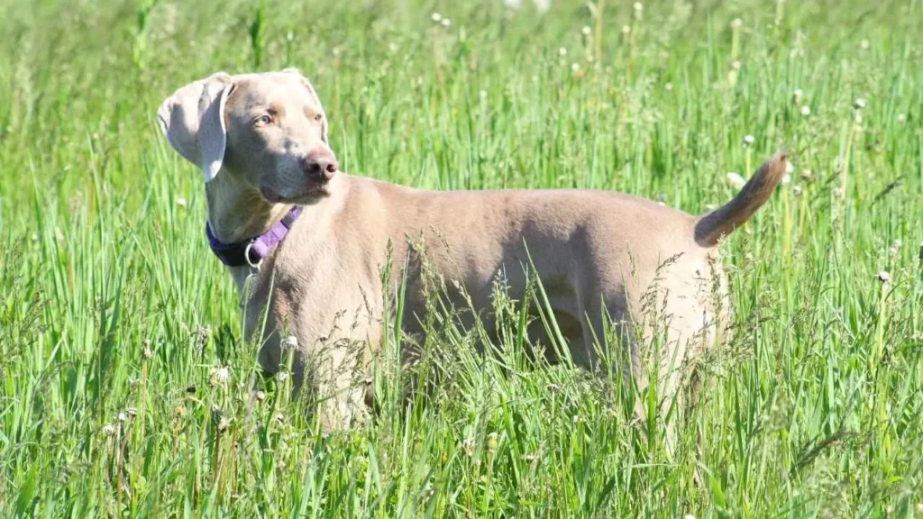 Weimaraner-6