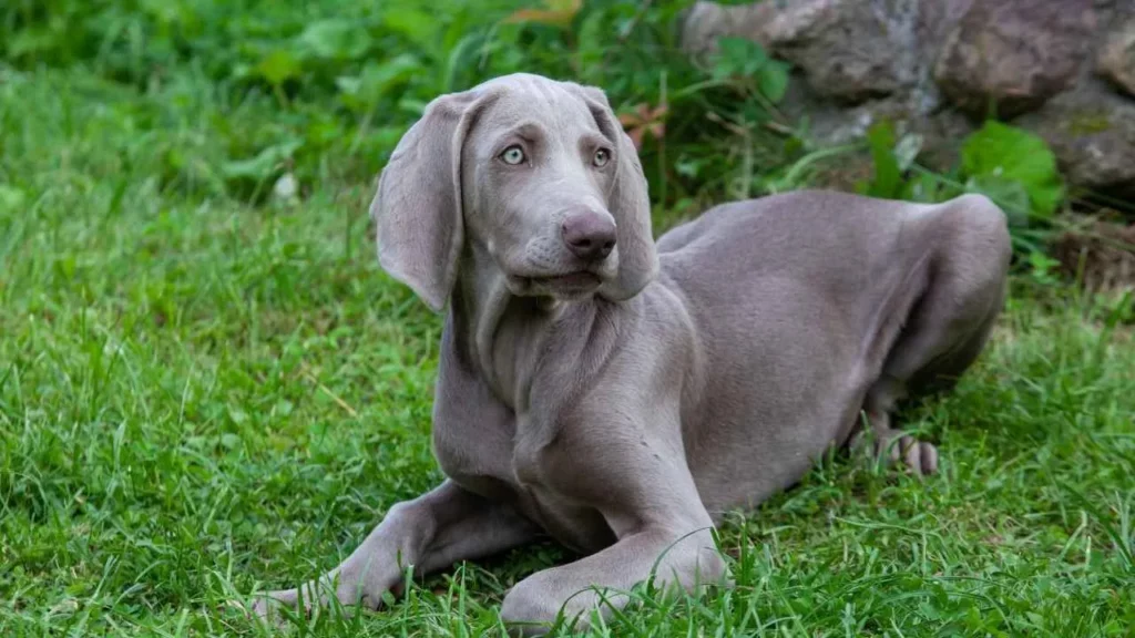 weimaraner