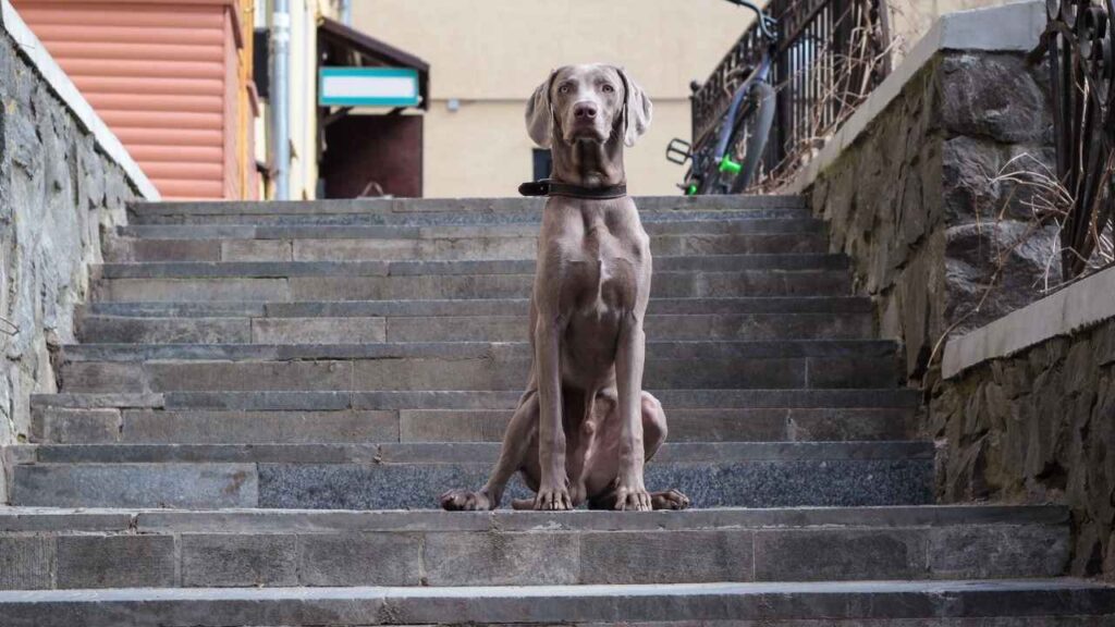 Weimaraner-8