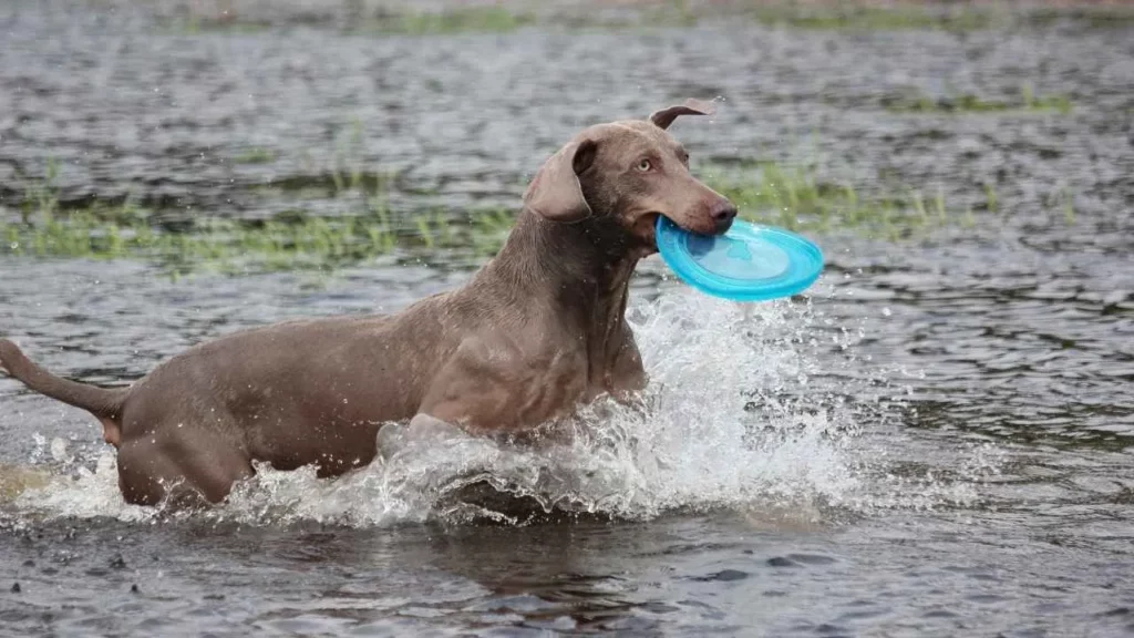 Weimaraner-9