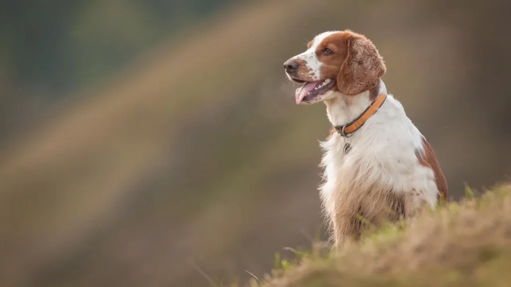 Springer Spaniel