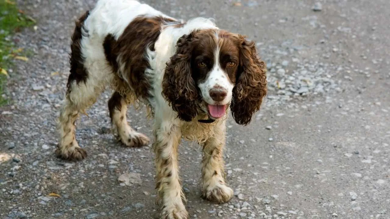 Welsh Springer Spaniel