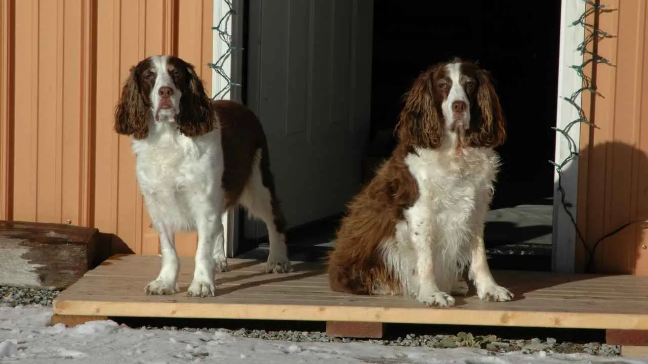 Welsh Springer Spaniel