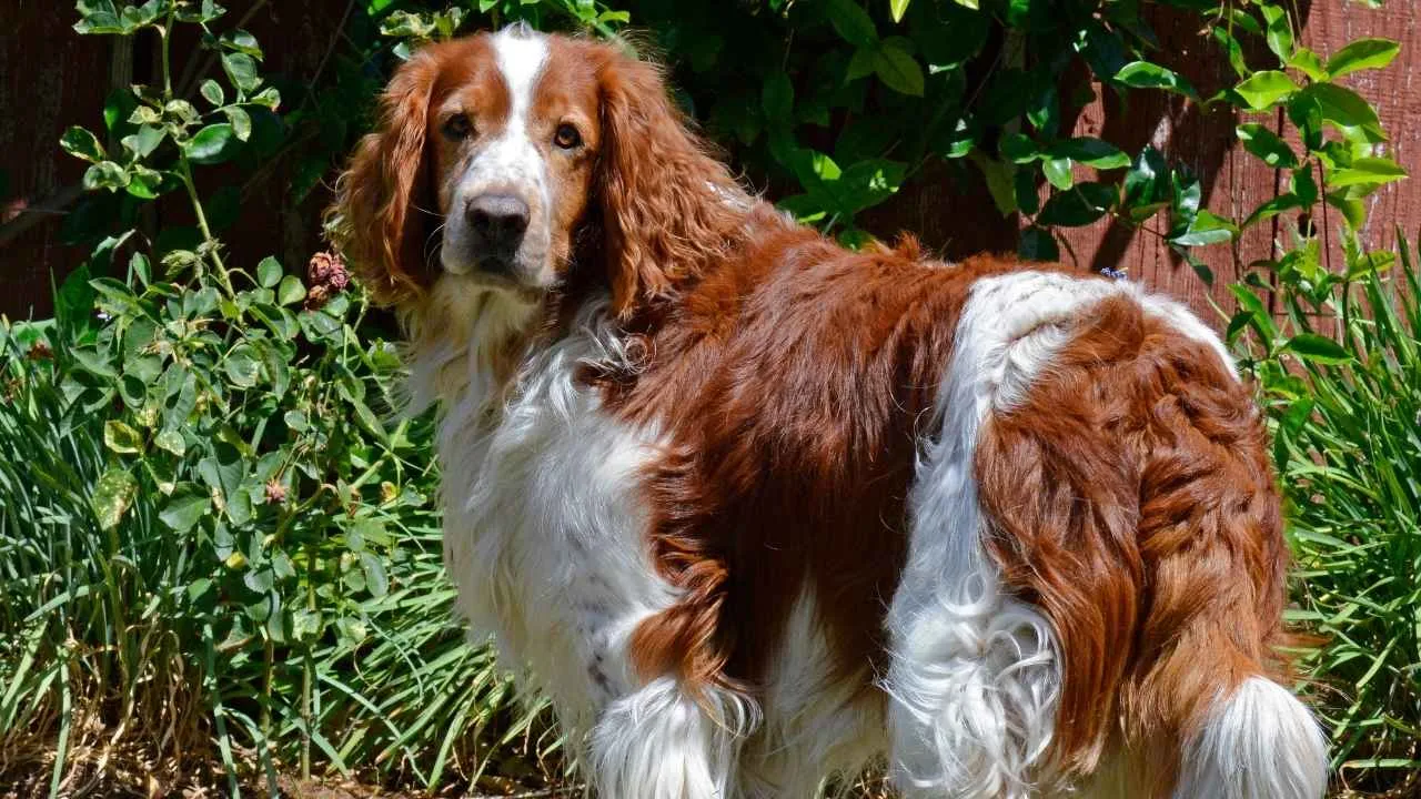 Welsh Springer Spaniel