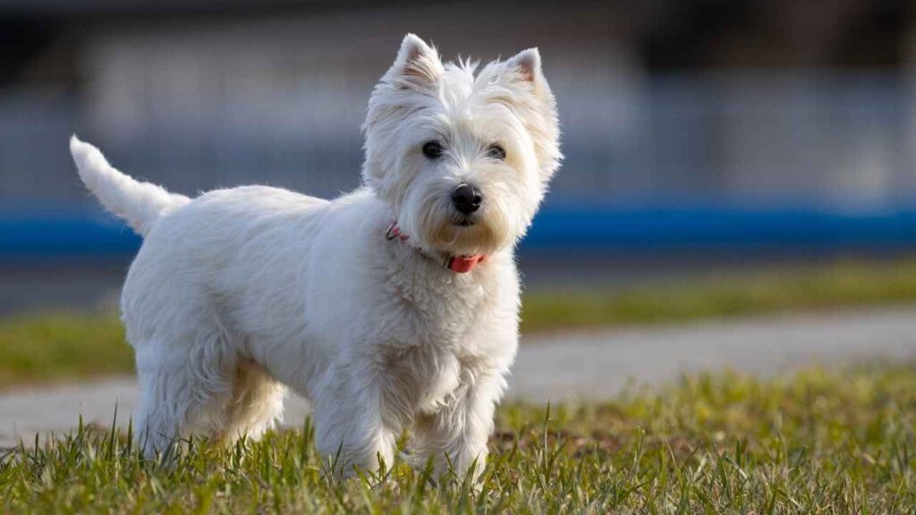 West-Highland-White-Terrier-6-1 west highland white terrier