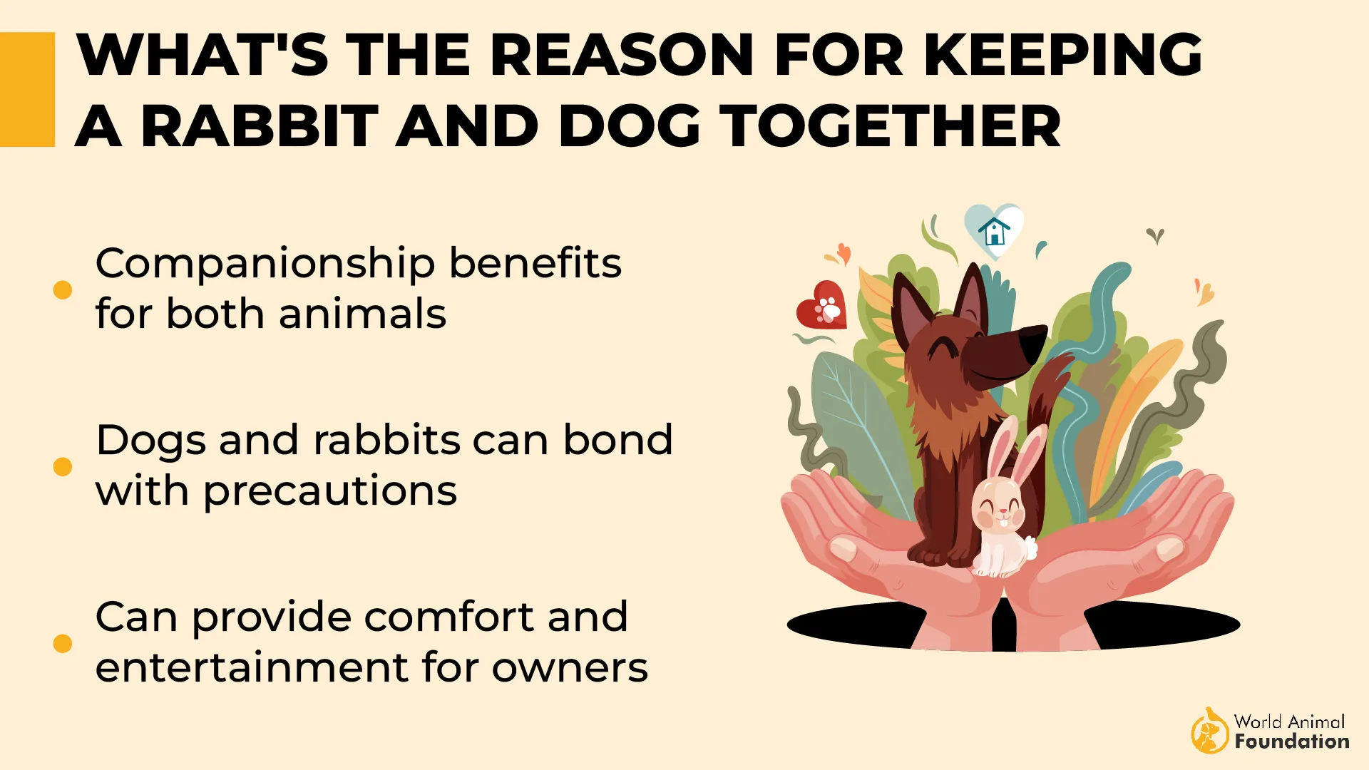 What's the Reason for Keeping a Rabbit and Dog Together-01