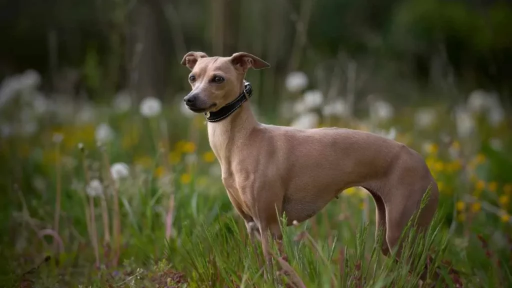 whippet