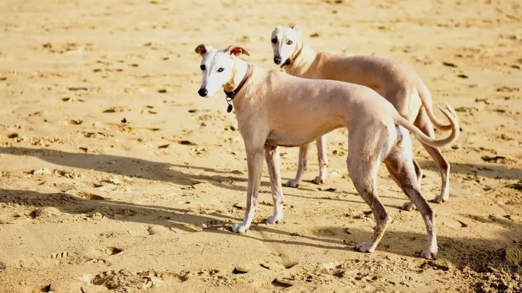 whippet