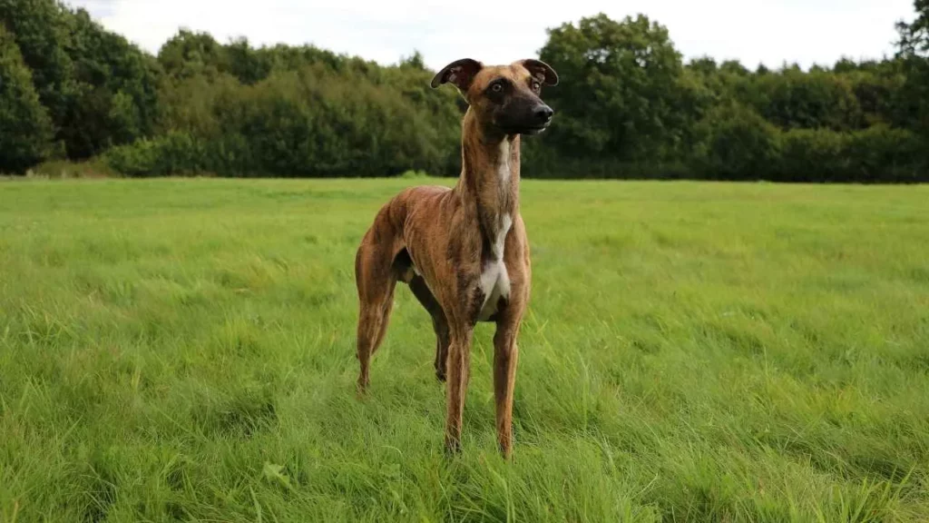 Whippet-15