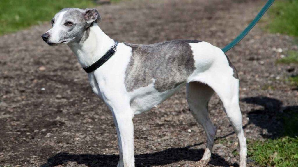 Whippet-2-1
