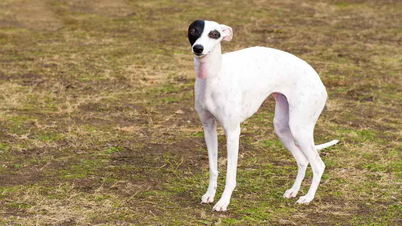 Whippet