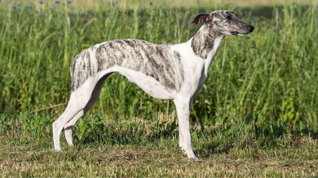 Whippet-27-1